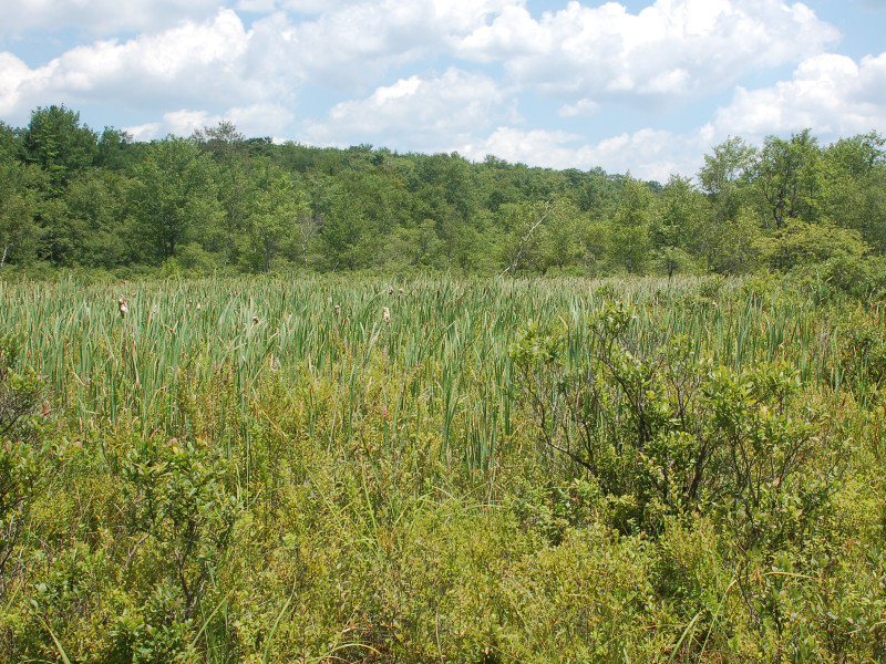 Cat-tail marsh, Irish Run Wetlands